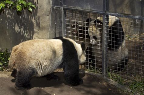 Siliconeer Us Zoo To Return Beloved Giant Pandas To China