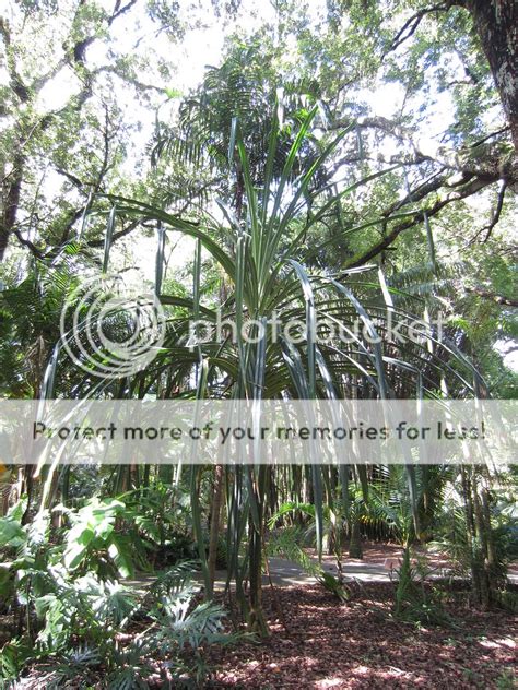 Pandanus Furcatus Himalayan Screw Pine Update Tropical Looking