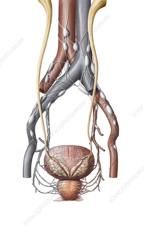 Lymphatic System Of Prostate Illustration Stock Image C0392501 Science Photo Library