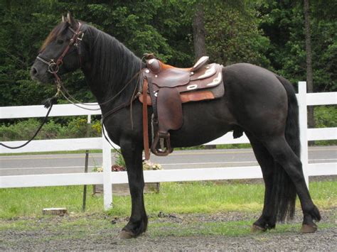 Dream stables dream barn horse shelter horse barn plans horse stalls tallit horse farms the ranch farm life. Storybook Horse Farm - Prince