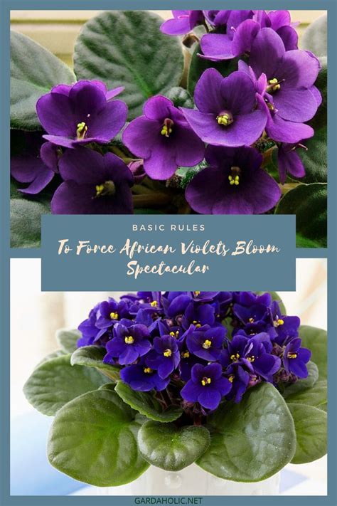 Why isn't my african violet flowering? Basic Rules To Force African Violets Bloom Spectacular in ...