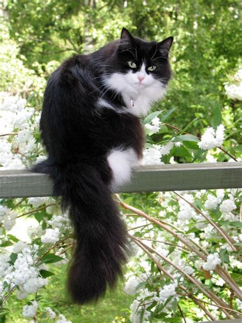Every one of these are easily doable as long as you may have the ideal polishes and accessories! \A cat improves the garden wall in the sunshine and the ...