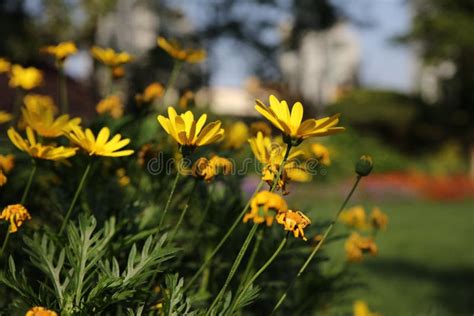 Small Yellow Daisies In Full Bloom In The Summer Sun Stock Image