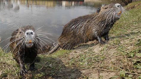 Nutria River Rats Only A Mother Could Love Howstuffworks