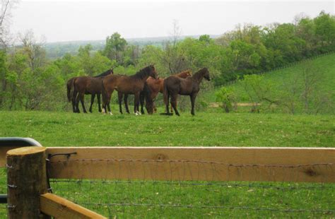 Tuzigootjournal Lexington Kentucky Horse Farm