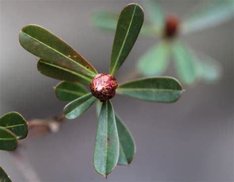 Pultenaea Daphnoides Nb Plant Areas