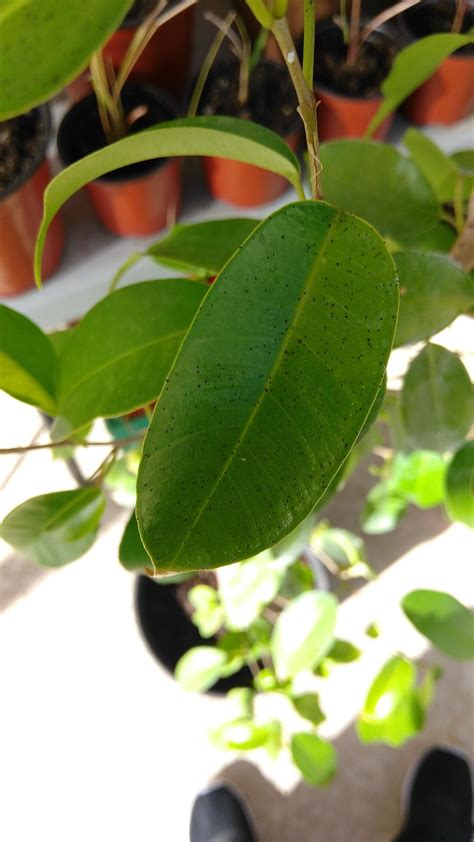 What Are These Black Spots On My Ficus Tree The Leaves Feel Like