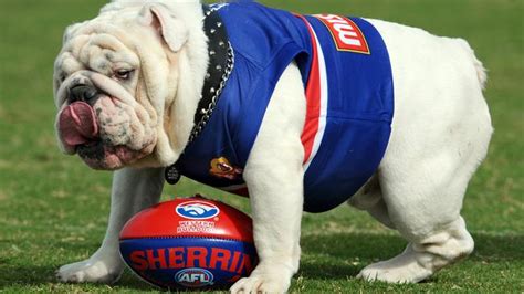 The western bulldogs' eleanor brown and brisbane's tahlia hickie are the nab aflw rising stars for round nine. AFL 2018: Western Bulldogs mascot Sid dies