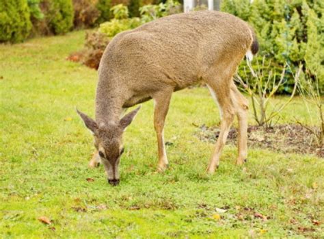 Bei mein schöner garten finden sie zahlreiche anregungen zur gartengestaltung und gartenarbeit sowie hilfreiche gartentipps und pflanzeninformationen. Rehe im Garten: Tipps gegen die wilden Gäste ...