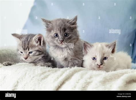 Many Kittens Beautiful Fluffy 3 Kittens Lay On White Blanket Against A