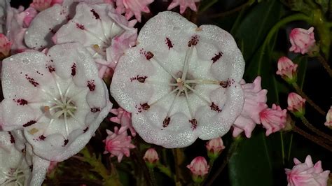 Free Picture White Mountain Laurel Flowers Blooms