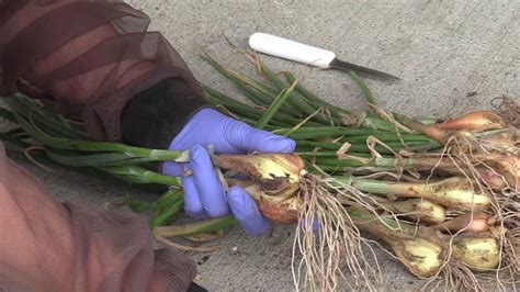 Eschalotte englisch | eschalotte translation. VI66 Eschalotte et Herbes Salée - YouTube