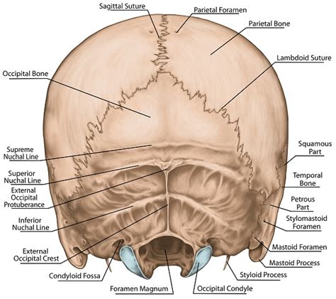 Occipital Bone Greeting Card By Asklepios Medical Atlas Lupon Gov Ph