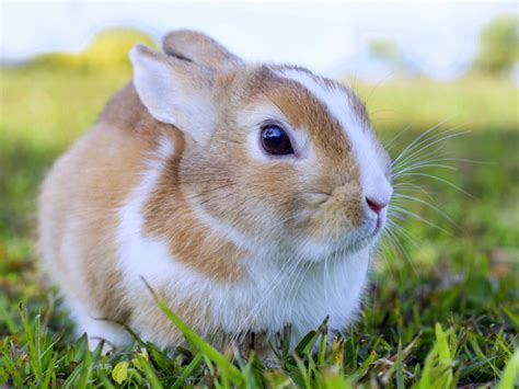 Polish Rabbit Vlrengbr