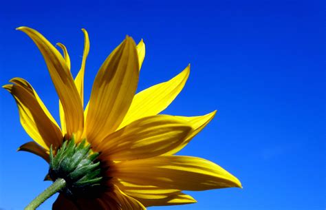 See pictures of yellow tulips, roses, sunflowers and more exotic flowers. Free Images : sunlight, leaf, petal, summer, flora ...