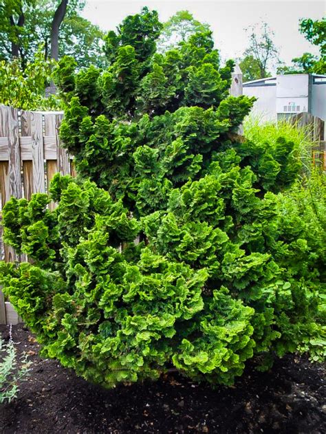 Graceful Dwarf Hinoki Cypress Shrubs For Sale Online The Tree Center