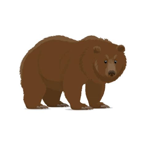 Standing Grizzly Bear Cartoons Illustrations Royalty Free Vector