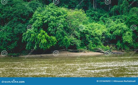 Beautiful Landscape Of Mahakam Ulu Tropical Rainforest On The Banks Of