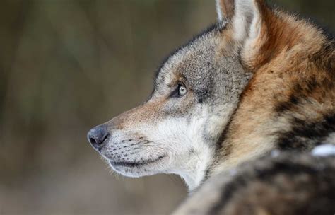 65 Amazing Grey Wolf Facts For Kids 2024 Milwaukee With Kids