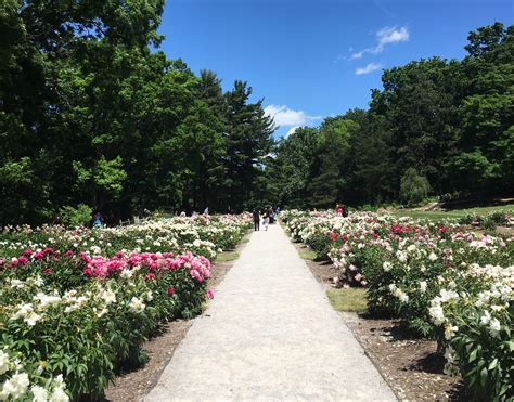 Nichols Arboretum Peonies Are In Peak Bloom Wemu