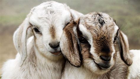 Baby Goat Desktop Wallpapers Top Free Baby Goat Desktop Backgrounds