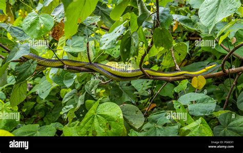 Green Tree Snake In Rainforest Stock Photo Alamy