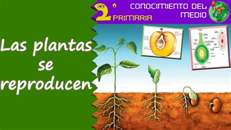 Cono 2º Primaria Tema 6 La Reproducción De Las Plantas Youtube