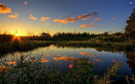 Pond Wallpaper 72 Pictures