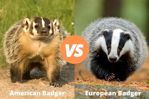 American Badger Vs European Badger Assorted Animals