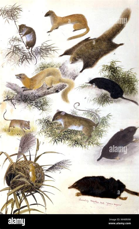Illustration Japanese Mammals Stock Photo Alamy