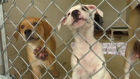 Several Dogs At Chatsworth Shelter Test Positive For Canine Influenza