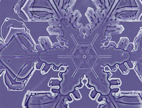 A Dendritic Snowflake Stock Image E1270482 Science Photo Library