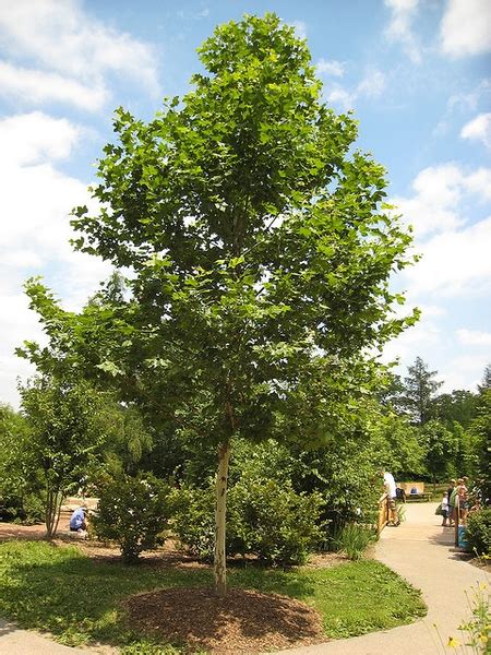 Platanus X Acerifolia London Planetree London Plane Tree Maple