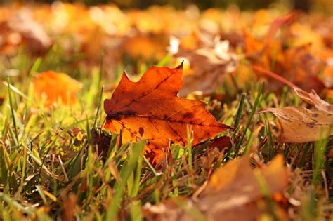 Leaves In Grass Autumn Wallpaper Nature And Landscape Wallpaper Better