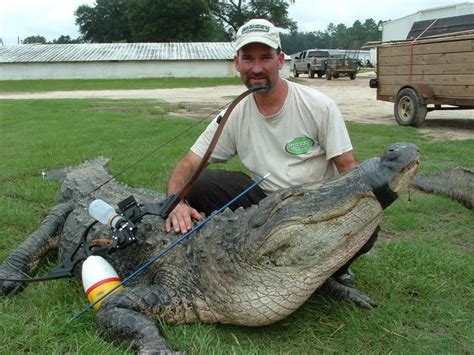 Looks Like The Alligator Hunting Season Was A Success Alligator Hunting