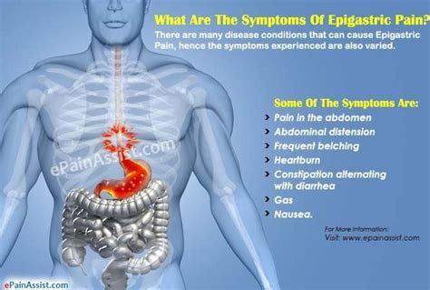 Diagram Diagram Of The Chest And Stomach Mydiagramonline