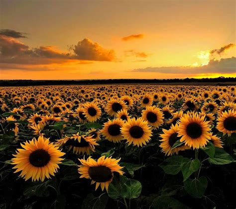 Sunflowers Heaven Landscape Photography