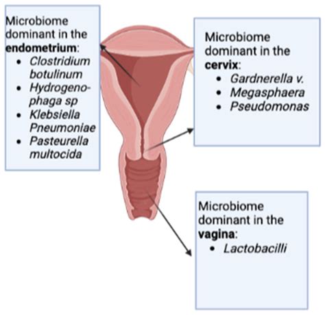 Ijms Free Full Text Endometrial Microbiota And Immune Tolerance In