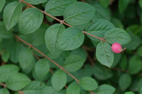 Symphoricarpos × Doorenbosii