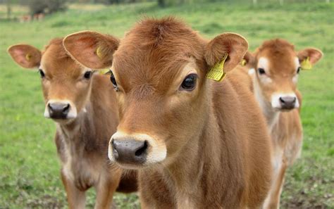 Jersey Calves Baby Cows Fluffy Cows Cute Baby Cow