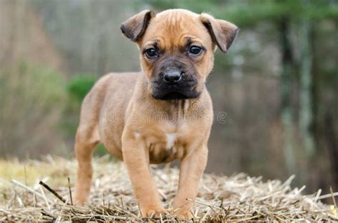 Fawn Boxer Mixed Breed Puppy Dog Stock Image Image Of Fawn Bull
