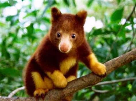 41 Cutest Pictures Ever Seen Rainforest Animals Endangered Animals