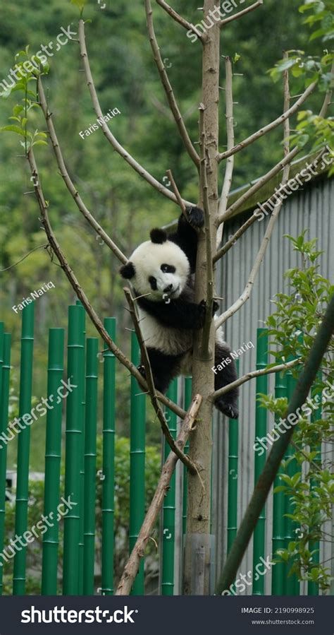 Panda Climbing Tree Forest Stock Photo 2190998925 Shutterstock