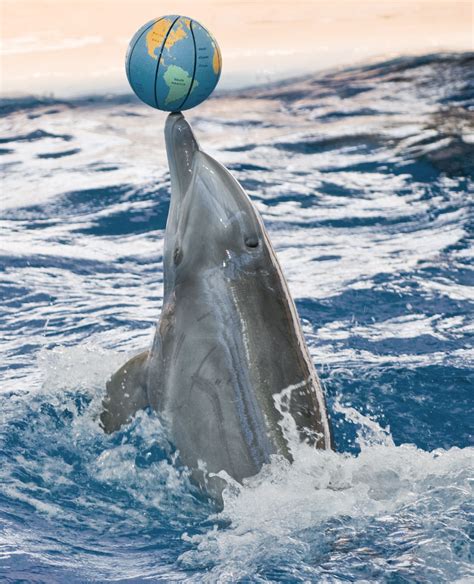 National Aquariums New Dolphin Show Called Our Ocean Planet