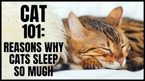 Cat 101 Reasons Why Cats Sleep So Much Youtube