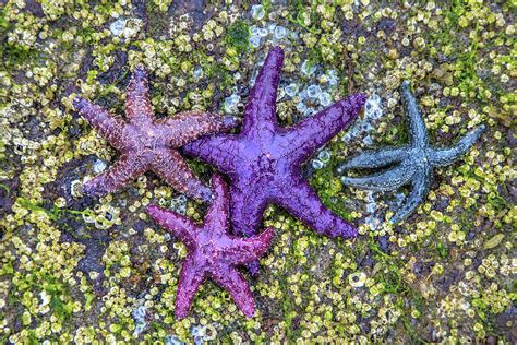 Colorful Starfish By Pierre Leclerc Photography