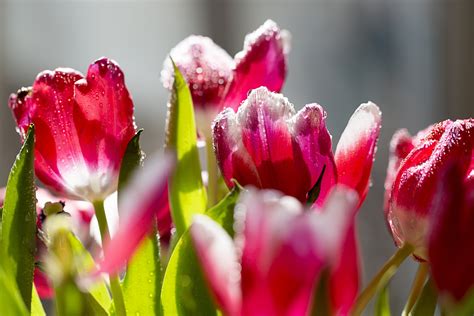 Beautiful Nature Tulips Flowers Frost Petals