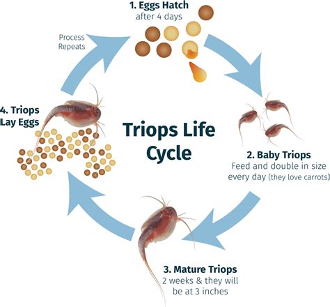 Brine shrimp incubator fish food baby fish feed fairy tool hatch egg shrimp k0z1. Kids Prehistoric Pets - Triops World