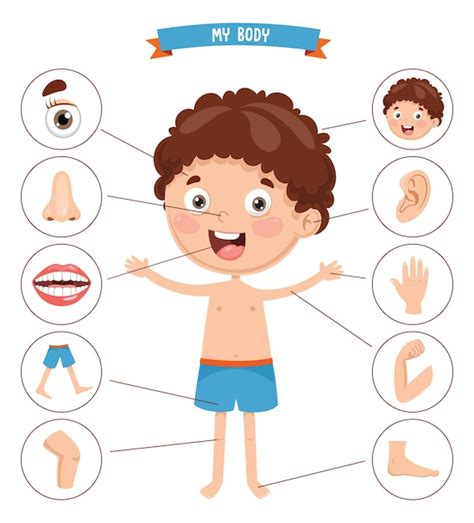 Body Parts Diagram Clipart Clipart Of Parts Of The Body K7154481