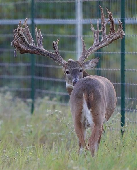 M3 Whitetailsits How We Roll Deer Breeder In Texas Whitetail Deer